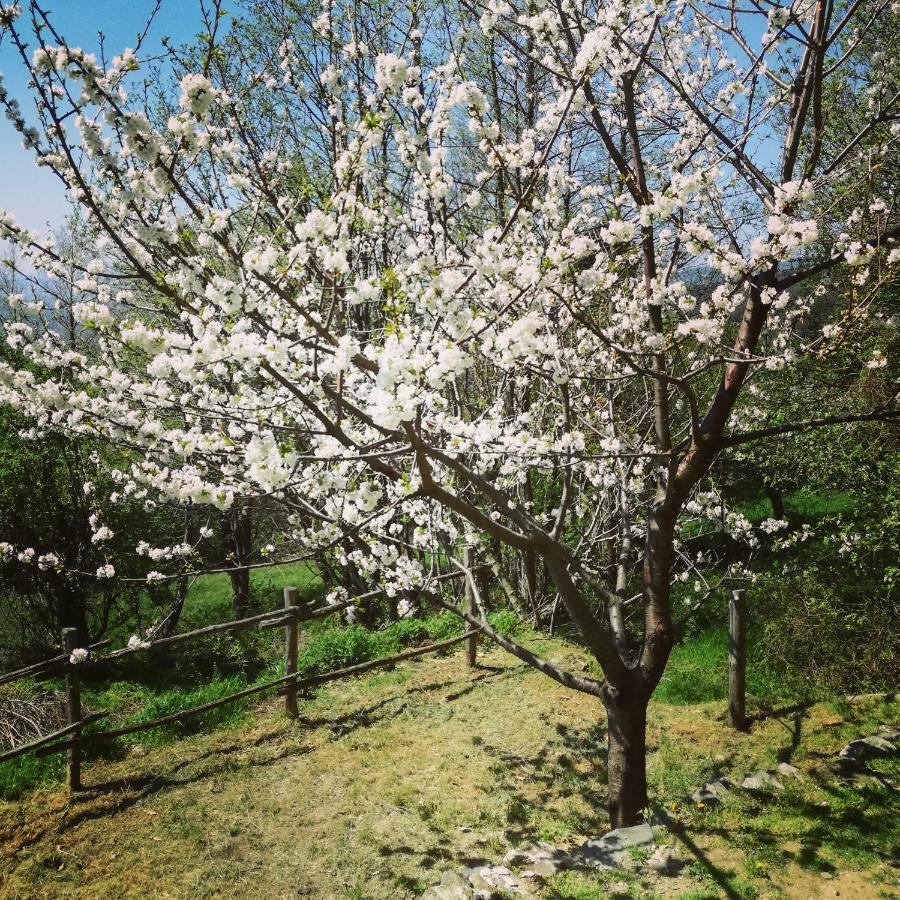 Berzuaia Bed & Breakfast Varazze Dış mekan fotoğraf